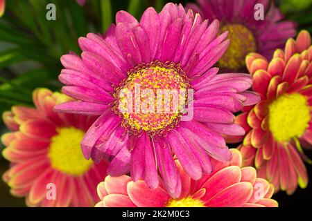 Magnifique Gerbera rose Banque D'Images