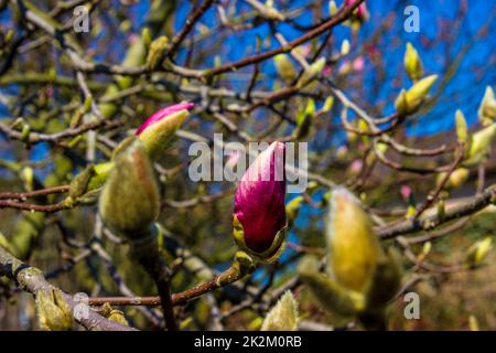 Les premiers bourgeons de printemps du magnolia Banque D'Images