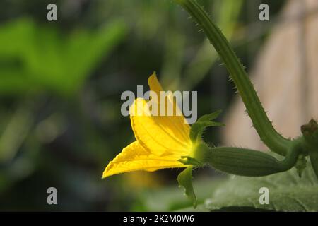 Coréen Melon Bloom avec petit Melon formant sur Vine Banque D'Images