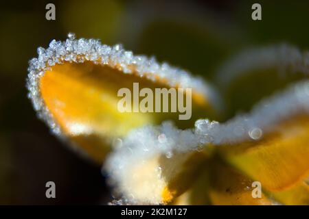 Cristaux de glace sur une feuille. Banque D'Images