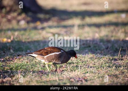 Un rail d'étang, une poule d'étang sur le bord d'un étang. Banque D'Images