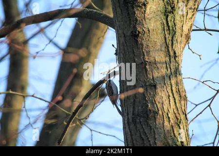 Un arbre de jardin, Certhia brachydactyla apporte du matériel de nidification au trou de nid Banque D'Images