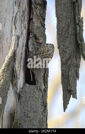 Un arbre de jardin, Certhia brachydactyla apporte du matériel de nidification au trou de nid Banque D'Images