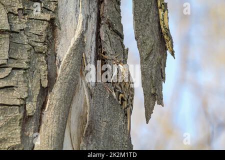 Un arbre de jardin, Certhia brachydactyla apporte du matériel de nidification au trou de nid Banque D'Images