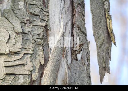 Un arbre de jardin, Certhia brachydactyla apporte du matériel de nidification au trou de nid Banque D'Images