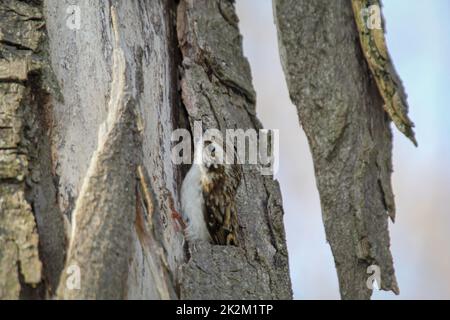 Un arbre de jardin, Certhia brachydactyla apporte du matériel de nidification au trou de nid Banque D'Images