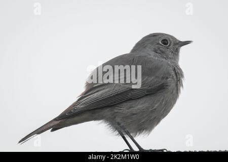 Un petit redstart se trouve sur le toit en soirée. Banque D'Images