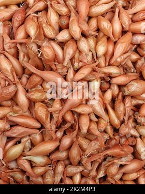Oignons échalotes non emballés vendus dans des sacs en tissu, graines d'échalotes pour la plantation dans le jardin Banque D'Images