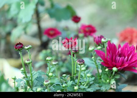 Fleurs Chrysanthème rose Banque D'Images