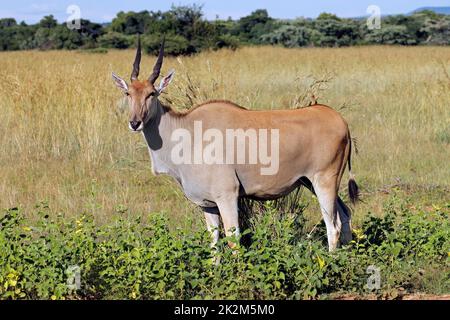 Eland antelope dans l'habitat naturel Banque D'Images