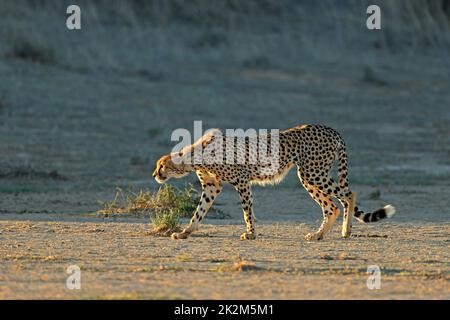 Cheetah qui est à la traine dans un habitat naturel Banque D'Images