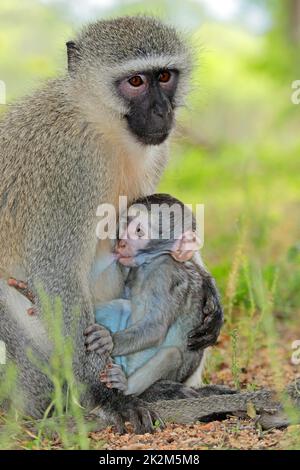 Singe vervet avec bébé de succion Banque D'Images