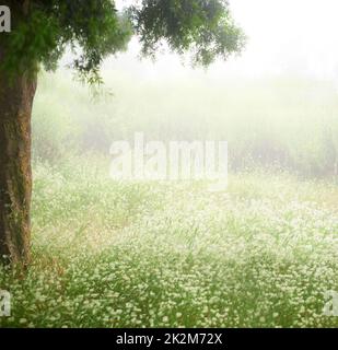 La beauté et la tranquillité d'un jour couvert. Photo en petit angle d'une végétation luxuriante lors d'une journée de plongée. Banque D'Images