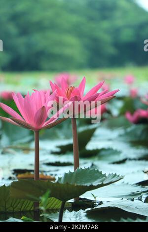 L'eau est blanche et vive, avec des images très rapprochées. lotus blanc sur fond vert. Fleur délicate dans l'étang. Papier peint tropical floral naturel. Plantes aquatiques. Macr Banque D'Images