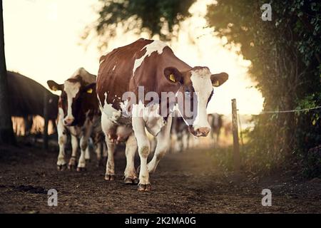 Vous vous lancez dans des pâturages plus verts. Photo d'un troupeau de vaches marchant le long d'une allée de ferme. Banque D'Images