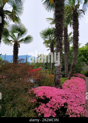 Les jardins du château de Trauttmansdorff Banque D'Images