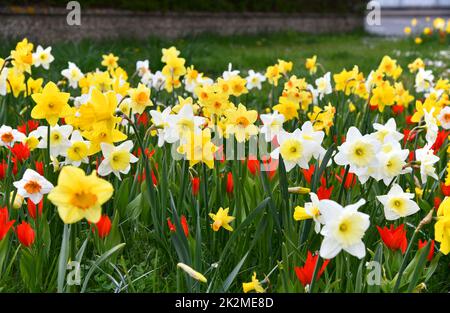 jonquilles et tulipes en fleurs dans la prairie Banque D'Images