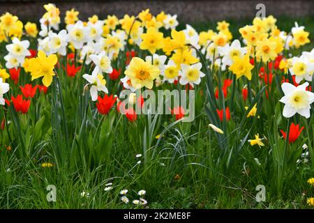 jonquilles et tulipes en fleurs dans la prairie Banque D'Images