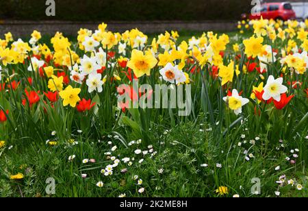 jonquilles et tulipes en fleurs dans la prairie Banque D'Images