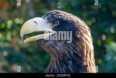 Portrait de l'aigle de mer de steller (Haliaeetus pelagicus) assis sur un arbre Banque D'Images