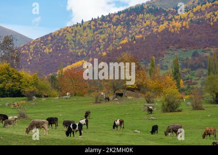 Les vaches se broutent sur la pelouse sur fond de montagnes d'automne Banque D'Images