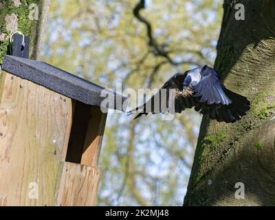 Jackdaw (Corvus monedula) volant vers une boîte de nid avec un beakful de poils d'animaux pour aligner son nid avec, Wiltshire, Royaume-Uni, mars. Banque D'Images