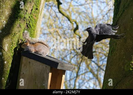 Jackdaw (Corvus monedula) pourchassant un écureuil gris (Sciurus carolinensis) comme il laisse une boîte de nid dans laquelle l'oiseau veut nicher, Wiltshire, Royaume-Uni, mars. Banque D'Images