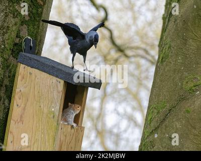 Jackdaw (Corvus monedula) sautant sur une boîte de nid dans laquelle il veut nicher un écureuil gris (Sciurus carolinensis) et son compagnon ont occupé, Wiltshire Banque D'Images