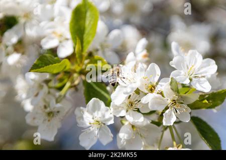 Une abeille recueille le pollen dans les fleurs d'un cerisier aigre. Banque D'Images