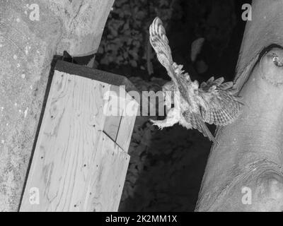 Tawny owl (Strix aluco) landing at a nest box at night with a Field vole (Microtus agrestis) to feed its chick with, Wiltshire garden, UK, May. Stock Photo