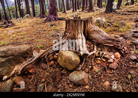 Concentrez-vous sur la déforestation. Photo d'un arbre coupé dans la forêt. Banque D'Images