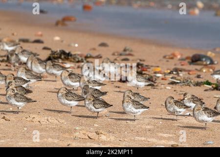 Dunlin, (Calidris alpina), plumage d'hiver, Donmouth Beach, Aberdeen, Écosse Royaume-Uni Banque D'Images