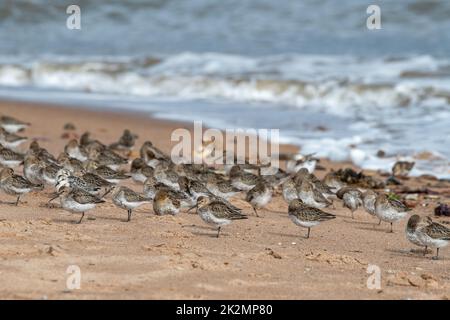 Dunlin, (Calidris alpina), plumage d'hiver, Donmouth Beach, Aberdeen, Écosse Royaume-Uni Banque D'Images