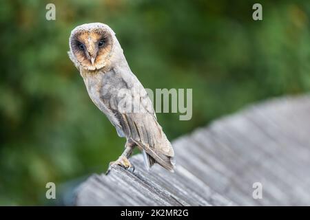 Portrait de la chouette de la Grange assise sur un toit en bois. Banque D'Images