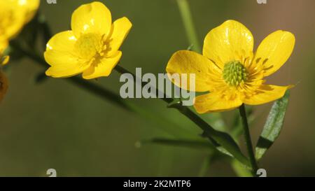 Buttercup jaune de fleur sauvage du Texas Ranunculus bulbosus - Buttercup bulbeux Banque D'Images