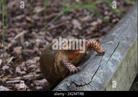 Box Turtle Roaming à travers Yard dans l'est du Texas Banque D'Images