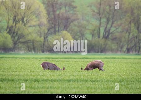 Couple de cerfs du ROE debout à proximité sur le terrain vert à l'intérieur nature estivale ensoleillée Banque D'Images