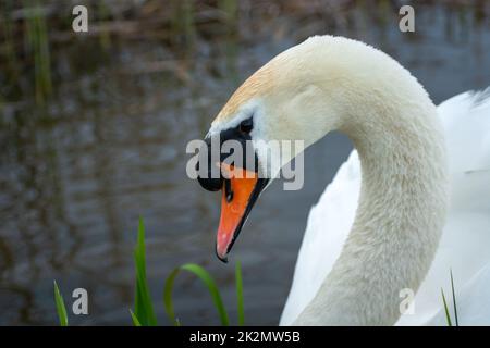 Magnifique cygne blanc posant en profil, le jour du printemps Banque D'Images