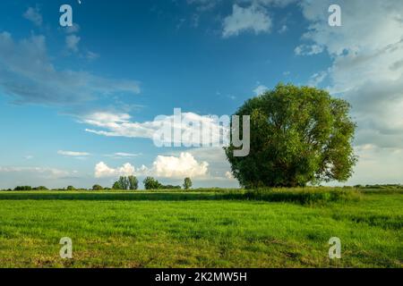 Grand arbre dans un pré et nuages contre le ciel bleu Banque D'Images