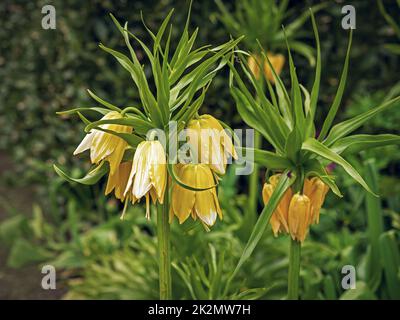 Couronne impériale Fritilaria impérialis Lutea Maxima fleurs jaunes Banque D'Images