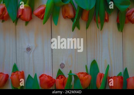 Les tulipes roses avec des feuilles vertes se trouvent dans une rangée en bas et en haut sur un fond en bois avec une place pour le texte Banque D'Images