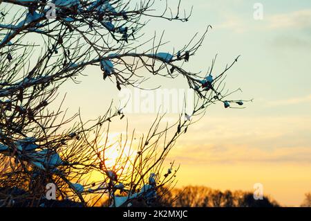 Forêt d'hiver au coucher du soleil, arbres enneigés d'hiver au premier plan et lumière du coucher du soleil se brisant à travers les branches enneigées Banque D'Images