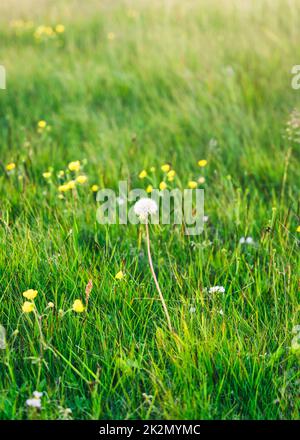Boule de soufflage de pissenlit une fleur qui grandit dans la prairie en été Banque D'Images