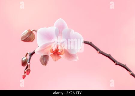 Branche de fleurs d'orchidées sur fond rose clair Banque D'Images