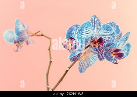 Belles fleurs d'orchidées bleues Banque D'Images