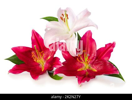 Trois magnifiques lilies blanches et rouges isolées sur fond blanc, y compris le chemin d'écrêtage sans ombre. Banque D'Images