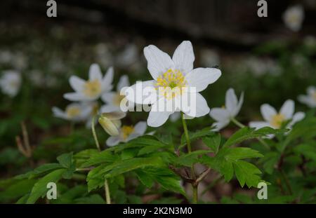 Fleur unique de Windflower(Anemone nemorosa) en gros plan Banque D'Images