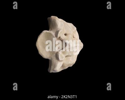 3d illustration du sacrum, illustration du squelette humain . anatomie de l'os du sacrum. icône vue de dessus Banque D'Images