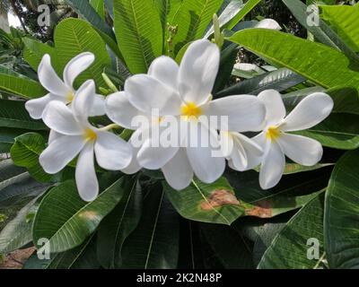 Hors foyer fleurs de plumeria blanches et jaunes sur arbre, frangipani, fleurs tropicales. Lumière douce du soleil sur fleur exotique florissante avec b flou Banque D'Images