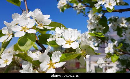 Un pommier ou poire en fleur contre un ciel bleu clair. Une branche d'arbre avec des fleurs blanches délicates. Le concept d'une fleur de printemps Banque D'Images